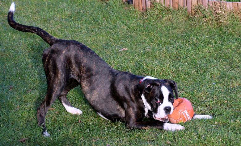 Free stock image of Boxer Dog created by Pixabay