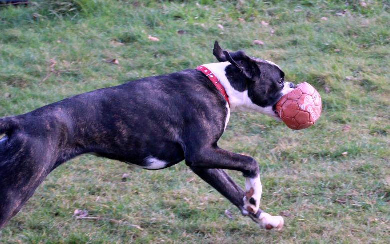 Free stock image of Boxer Dog created by Pixabay