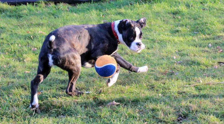Free stock image of Boxer Dog created by Pixabay