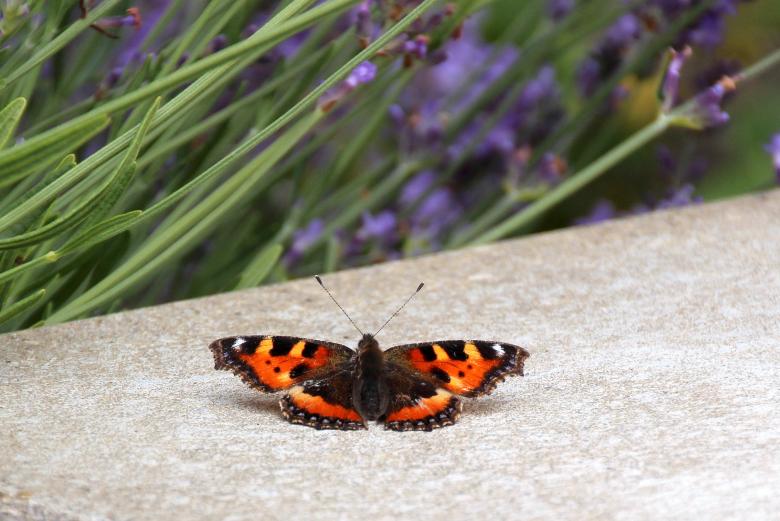 Free stock image of Butterfly in the Garden created by Pixabay