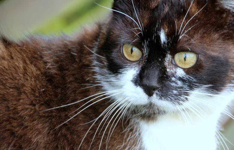 Free stock image of Wild Cat created by Pixabay