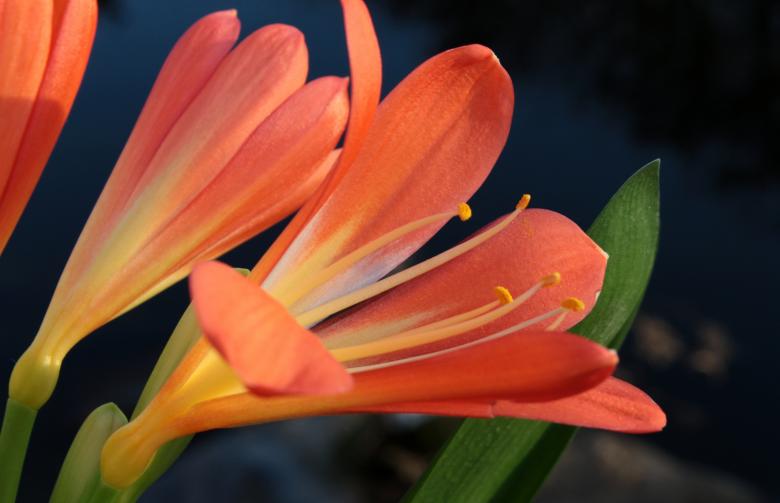 Free stock image of Blooming Clivia created by Pixabay