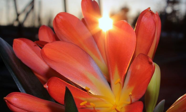 Free stock image of Blooming Clivia created by Pixabay