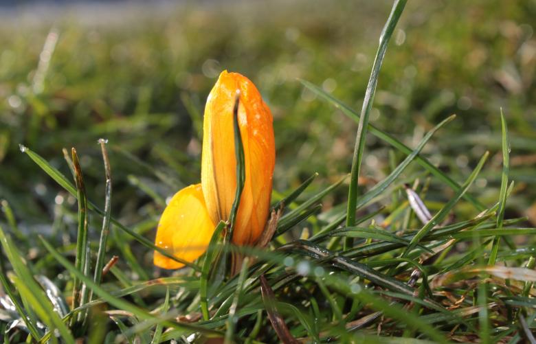 Free stock image of Macro Crocus created by Pixabay