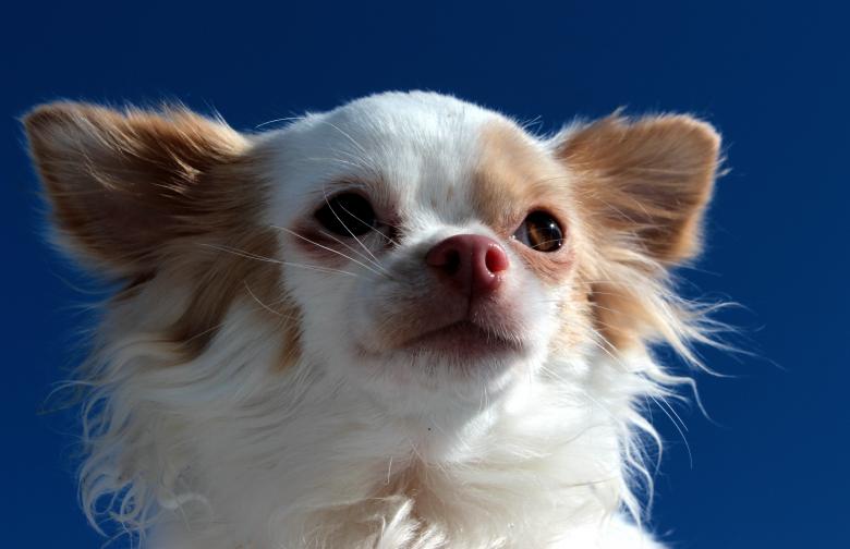 Free stock image of Chihuahua Closeup created by Pixabay
