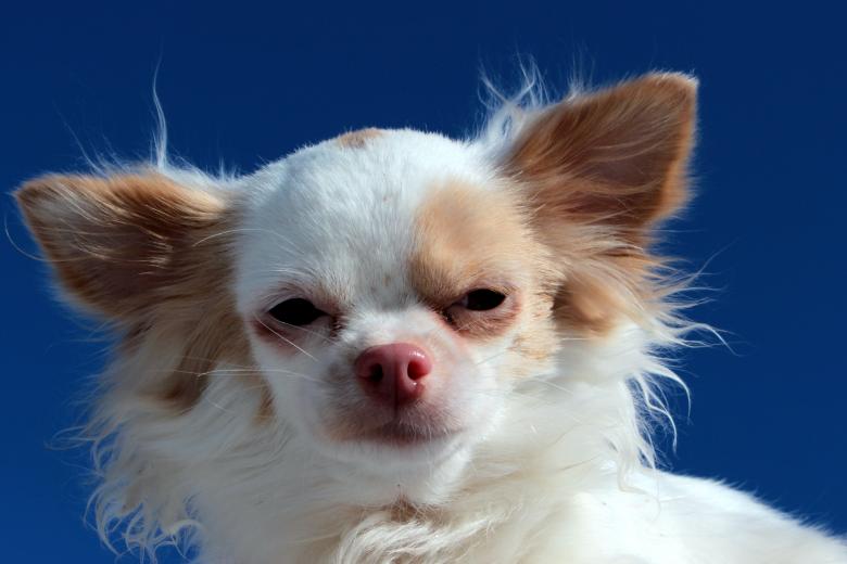 Free stock image of Chihuahua Closeup created by Pixabay