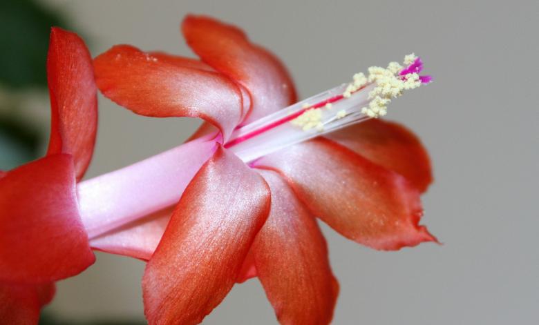 Free stock image of Easter Cactus created by Pixabay