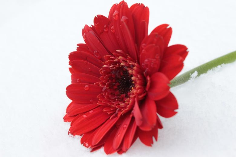 Free stock image of Gerbera in Winter created by Pixabay