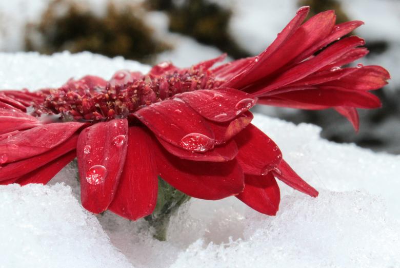 Free stock image of Gerbera in Winter created by Pixabay