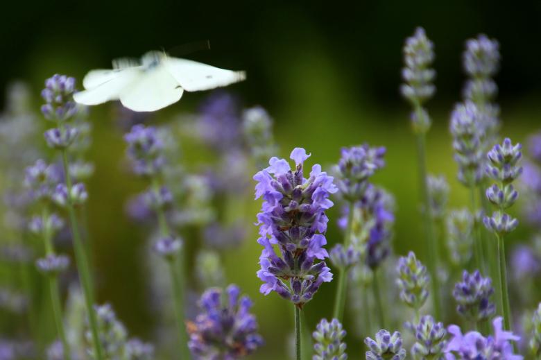 Free stock image of Lavender Field created by Pixabay