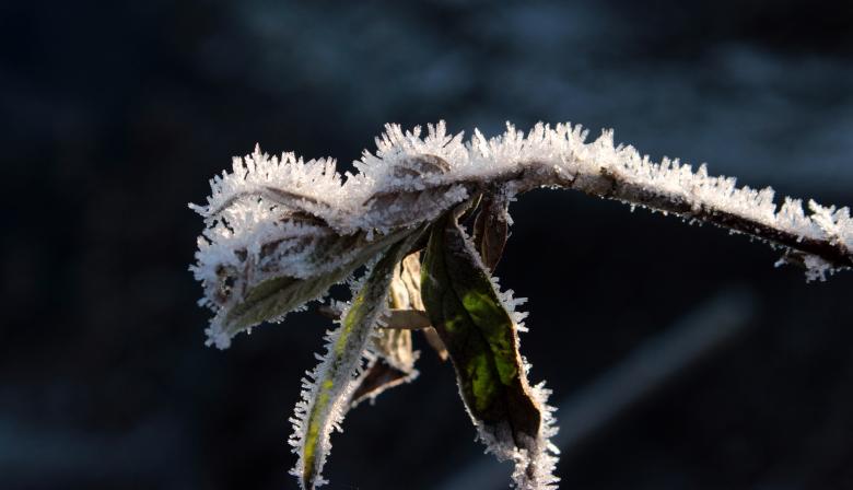 Free stock image of Frost on Leaves created by Pixabay