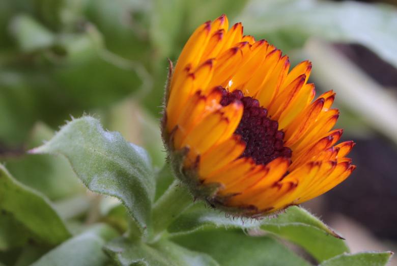 Free stock image of Blooming Marigold created by Pixabay