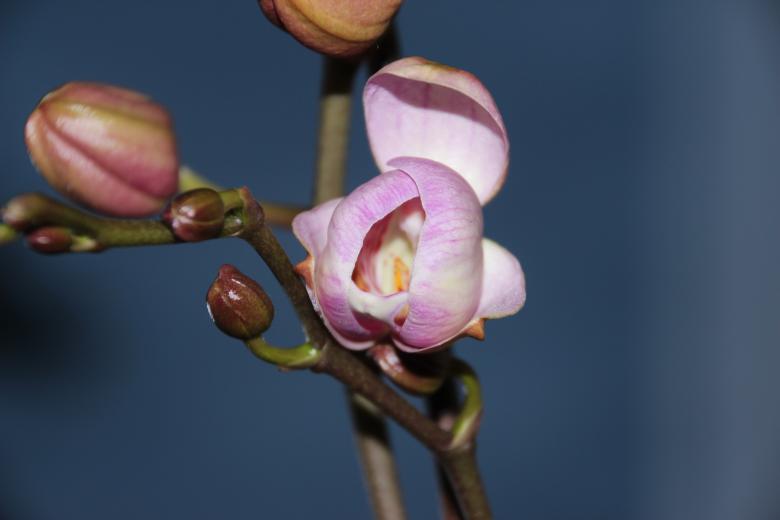 Free stock image of Wild Orchid created by Pixabay