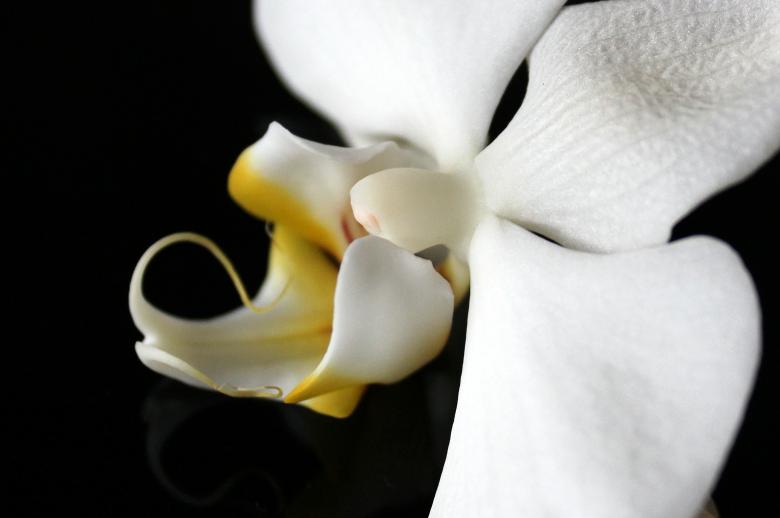 Free stock image of Wild Orchid created by Pixabay