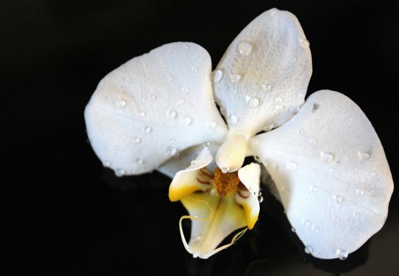 Free stock image of Wild Orchid created by Pixabay