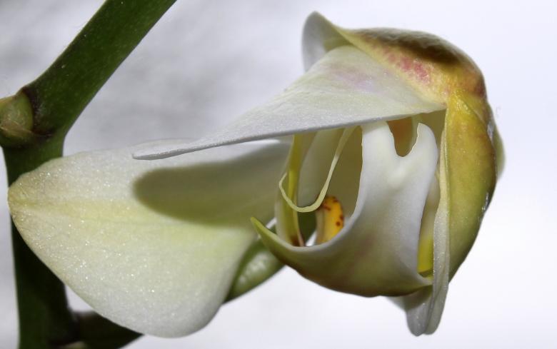 Free stock image of Wild Orchid created by Pixabay