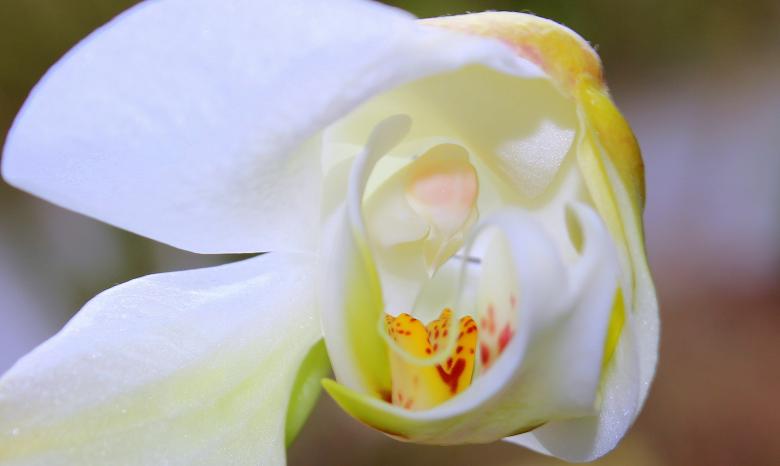 Free stock image of Wild Orchid created by Pixabay