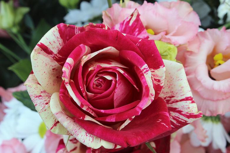 Free stock image of Rose in the Garden created by Pixabay