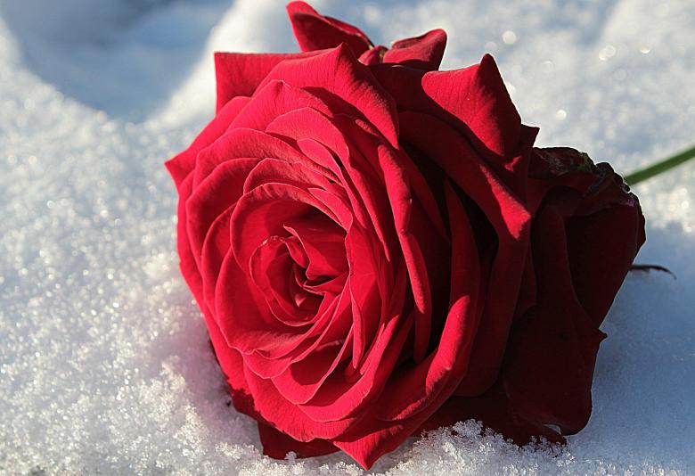 Free stock image of Fresh Rose created by Pixabay