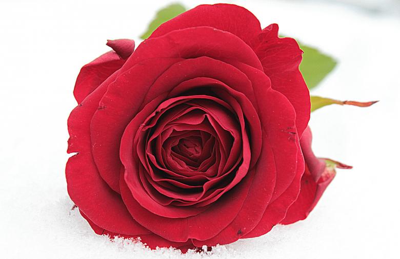 Free stock image of Fresh Rose created by Pixabay