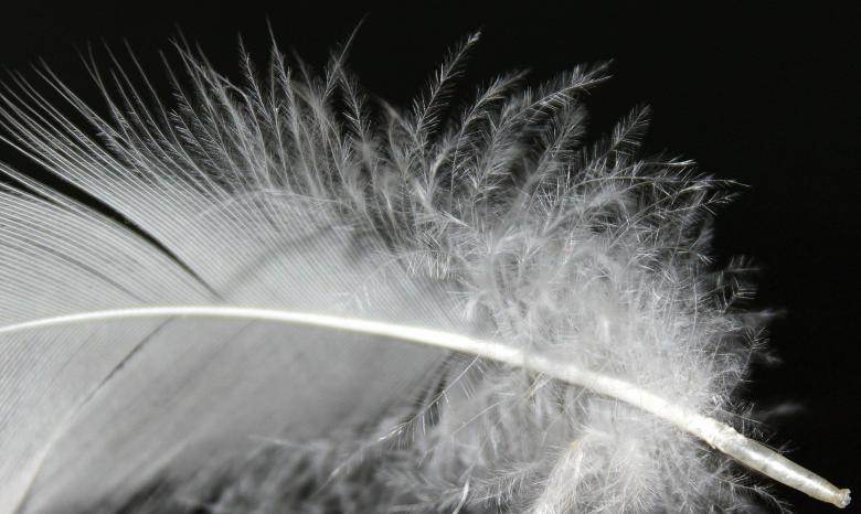 Free stock image of Feather Closeup created by Pixabay