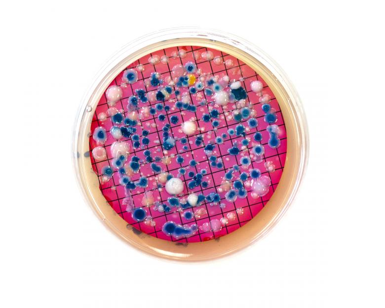 Free stock image of Escherichia coli colonies created by Geoffrey Whiteway