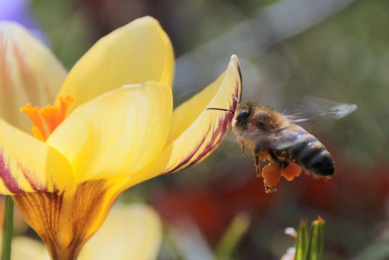 Free stock image of Bee in the Garden created by Pixabay