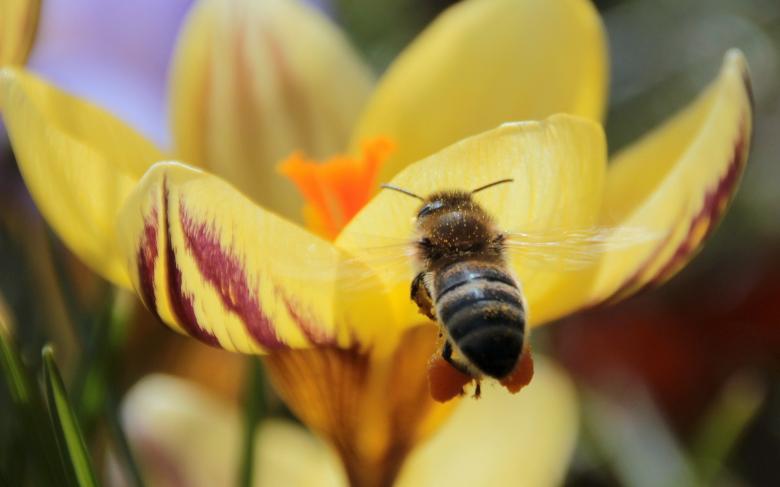 Free stock image of Bee in the Garden created by Pixabay