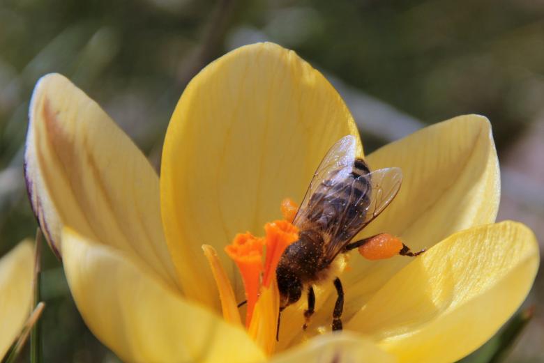 Free stock image of Bee in the Garden created by Pixabay
