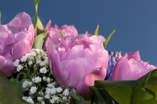Free Stock Photo of Flower Bouquet