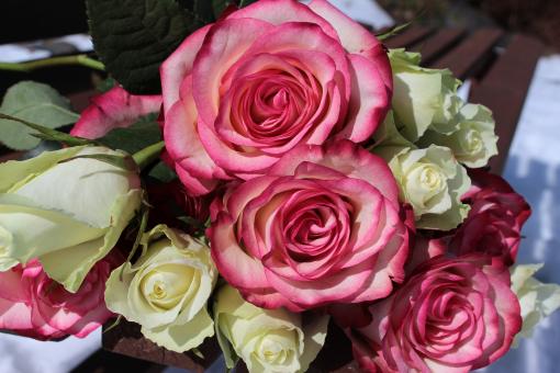 Free Stock Photo of Bouquet of Roses