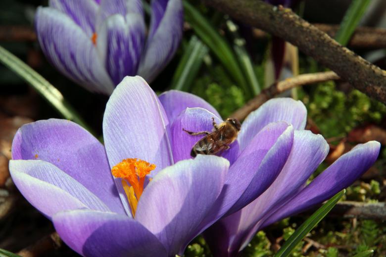 Free stock image of Bee on the Crocus created by Pixabay