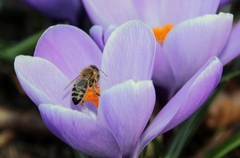 Free stock image of Bee on the Crocus created by Pixabay