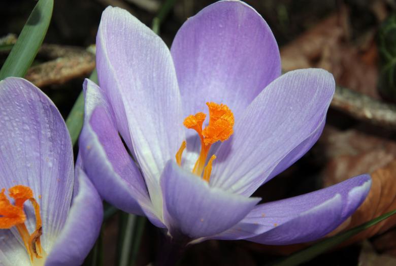 Free stock image of Fresh Crocus created by Pixabay