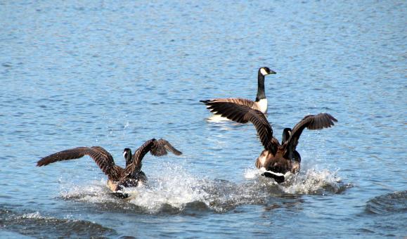 Free Stock Photo of Geese in the Water