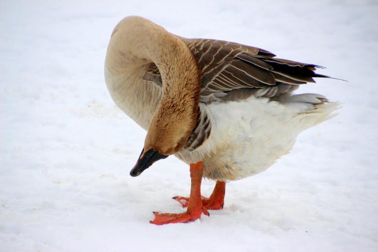Free stock image of Goose in Winter created by Pixabay
