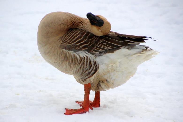 Free stock image of Goose in Winter created by Pixabay