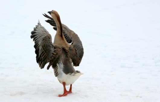 Free Stock Photo of Goose in Winter