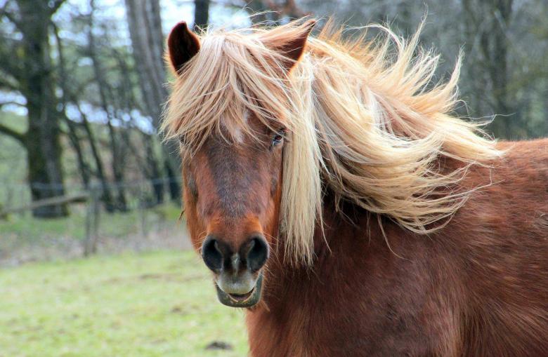Free stock image of Horse Stable created by Pixabay