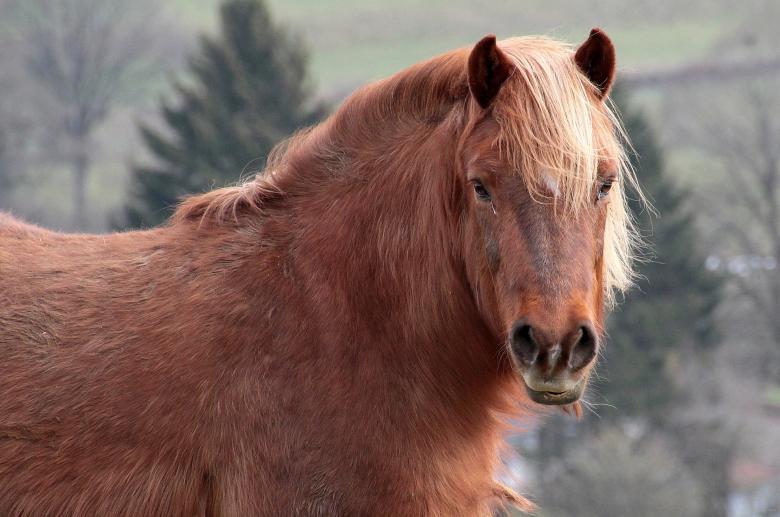 Free stock image of Horse Stable created by Pixabay