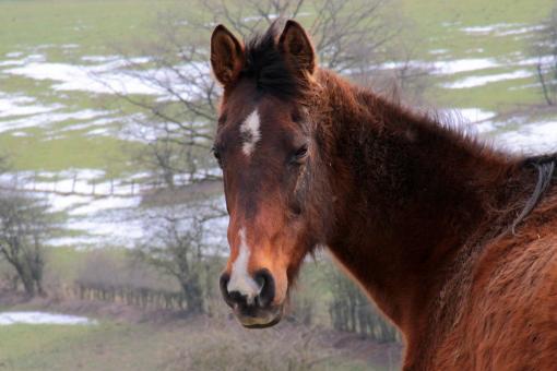 Free Stock Photo of Horse Stable