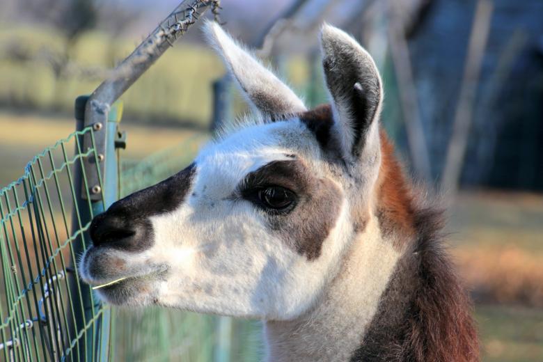 Free stock image of Lama in the Zoo created by Pixabay