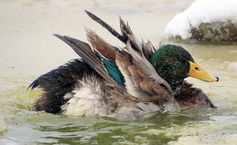 Free stock image of Mallard Duck Bathing created by Pixabay
