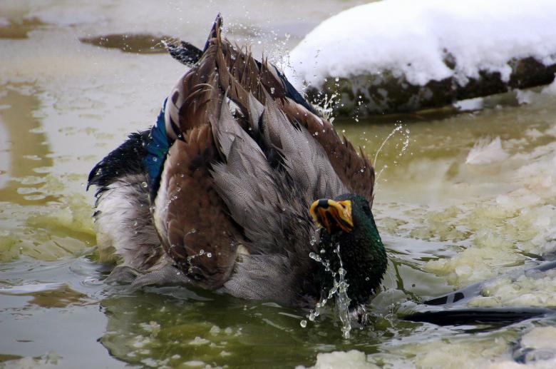 Free stock image of Mallard Duck Taking a Bath created by Pixabay