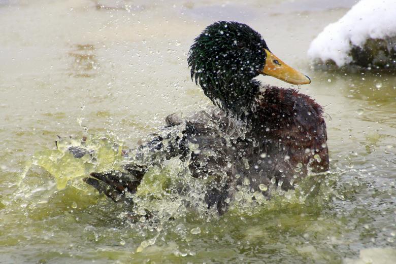Free stock image of Mallard Duck Splashing created by Pixabay