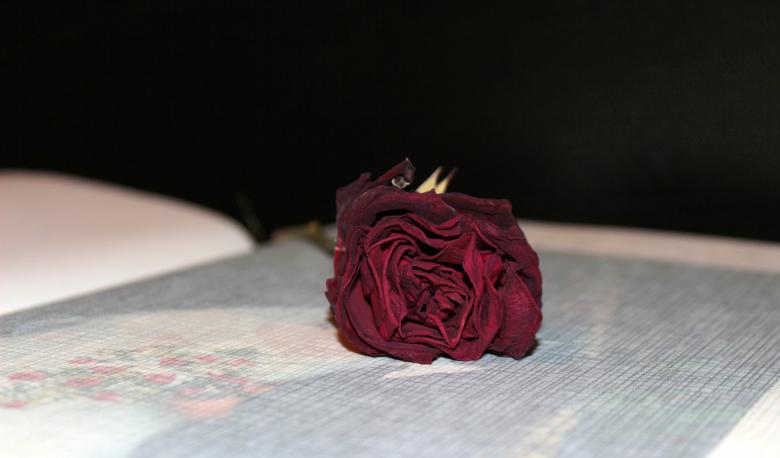 Free stock image of Dry Rose created by Pixabay