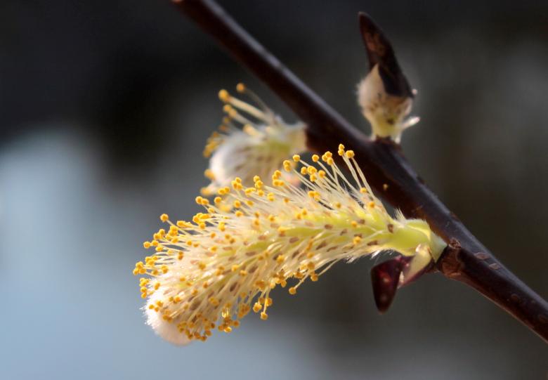 Free stock image of Pussy Willow created by Pixabay