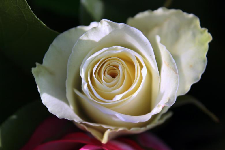 Free stock image of Rose in the Garden created by Pixabay