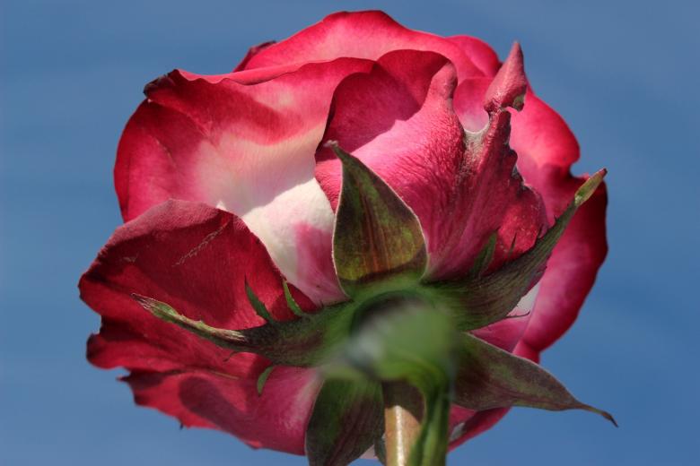 Free stock image of Rose in the Garden created by Pixabay