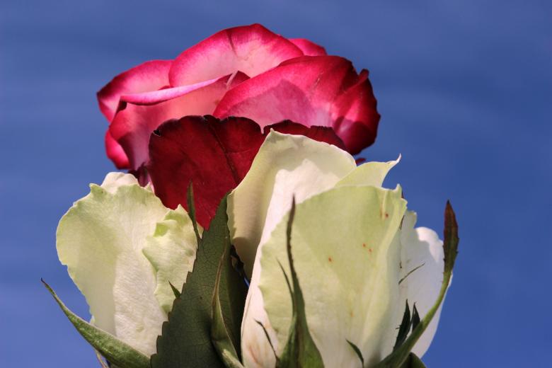 Free stock image of Rose in the Garden created by Pixabay